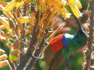 Sunbirds and why they are important