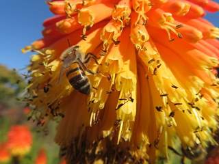 Building a Bee Friendly Garden in Suburbia 