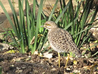 Spotted Thick-Knee Dikkop
