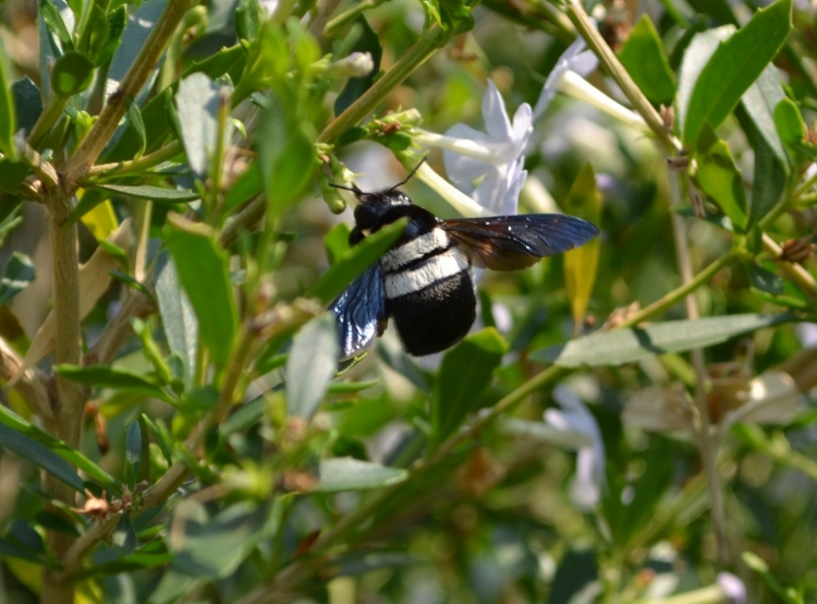 Carpenter Bee Buzz Pollination at our Plant Nursery