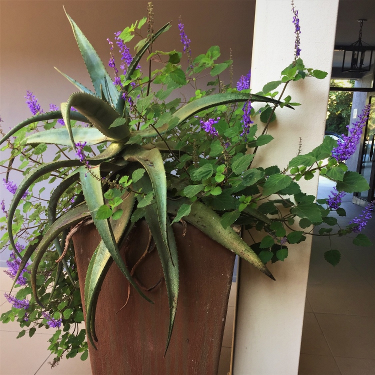 South African Indigenous Indoor Plants