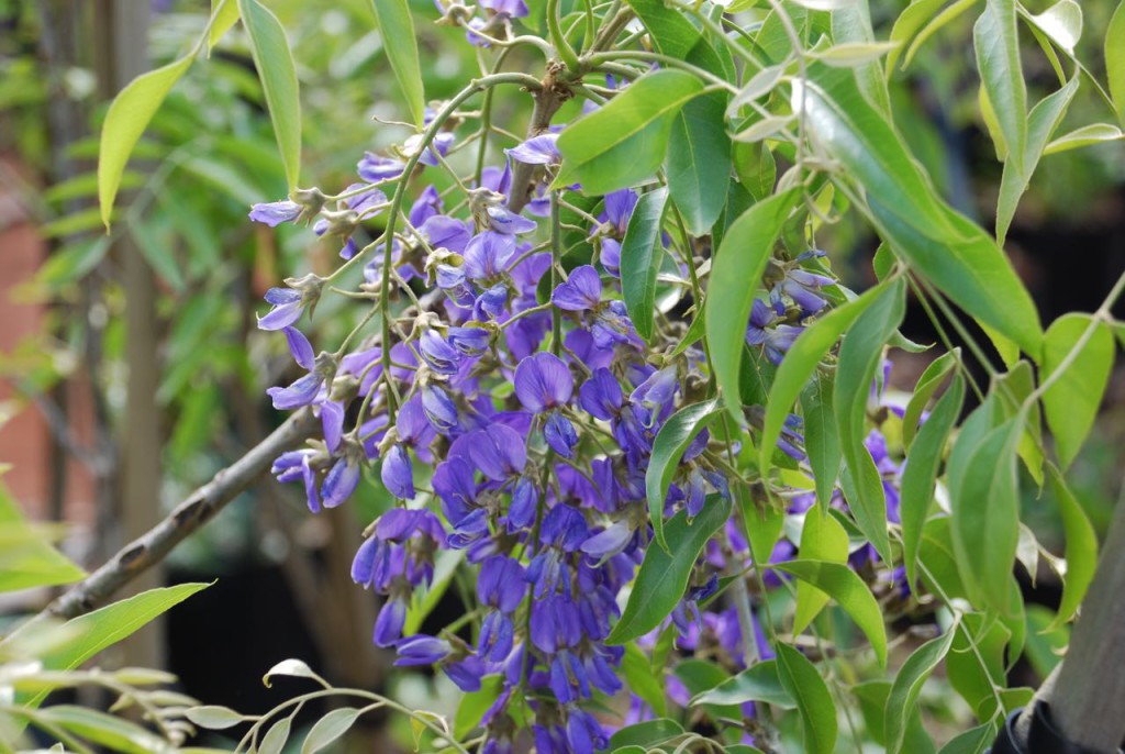 Bolusanthus speciosus