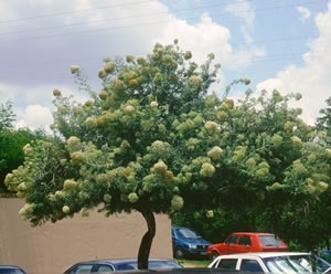Buddleja saligna - indigenous trees South Africa