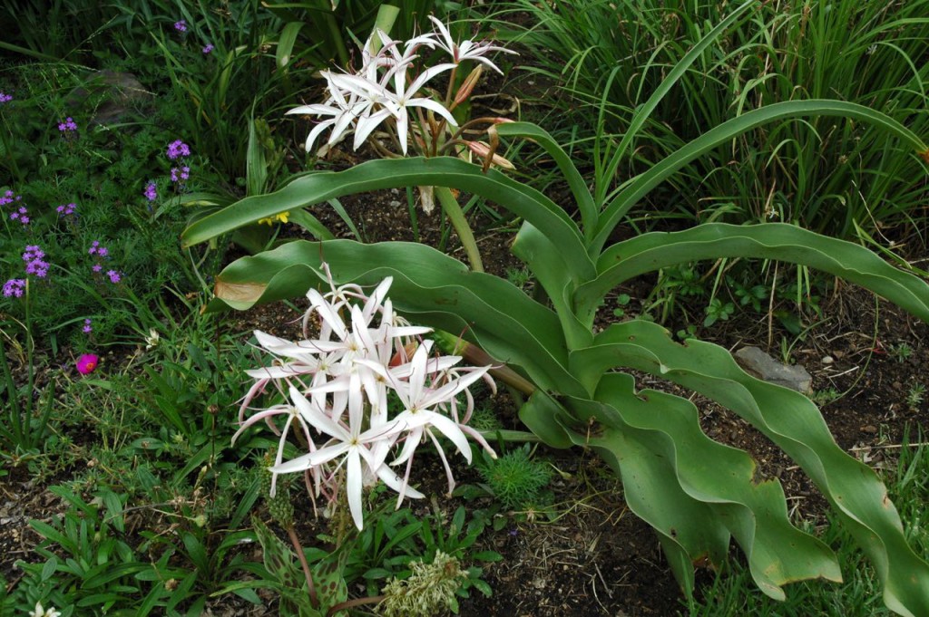 Crinum boophanoides