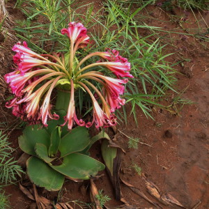 Crinum graminicola, the grass lily.