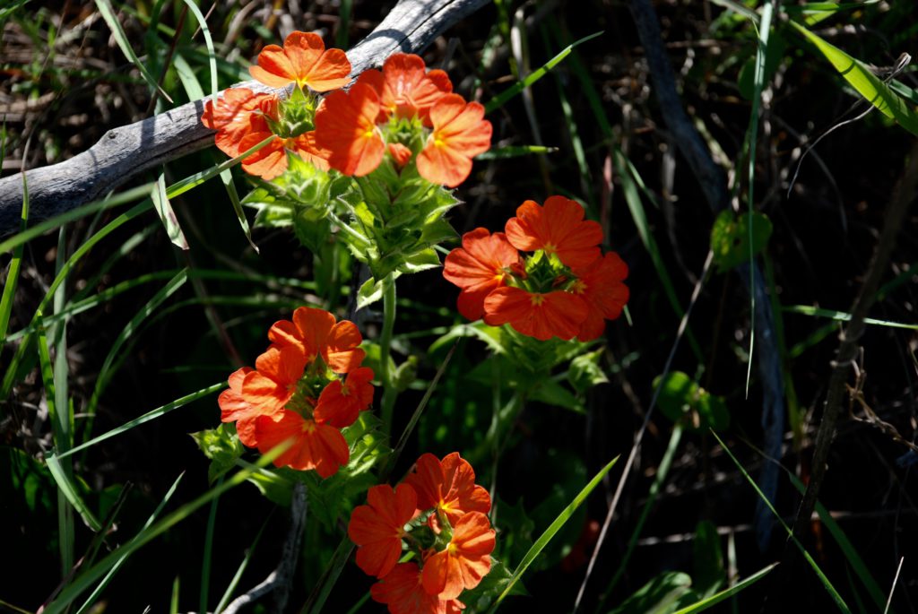 Crossandra-greenstockii