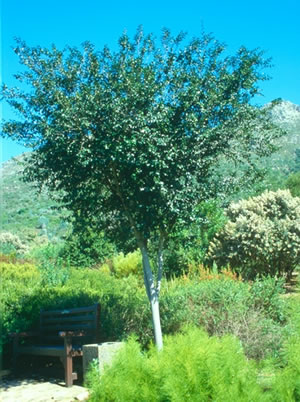 Diospyros whyteana -  indigenous trees South Africa