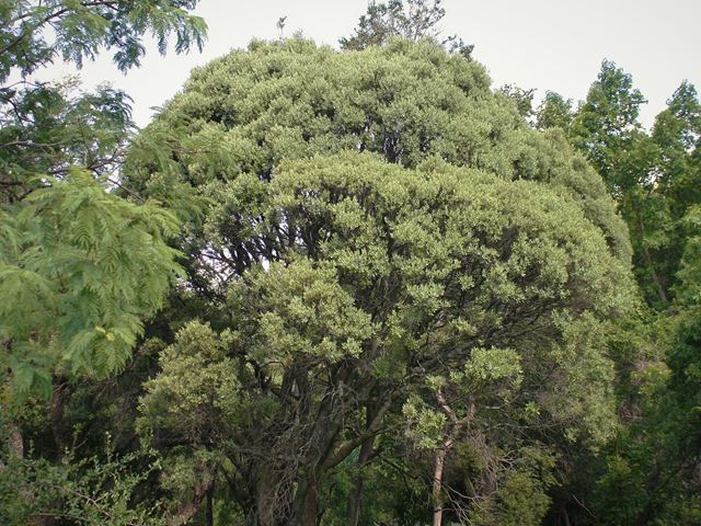 Euclea crispa - indigenous trees South Africa