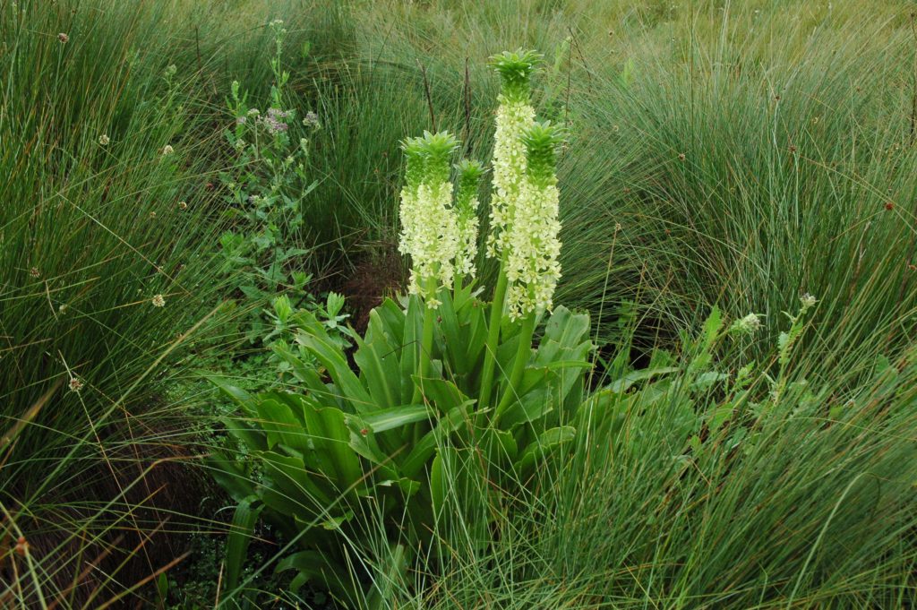 Eucomis pallidiflora (Giant pineapple lily)