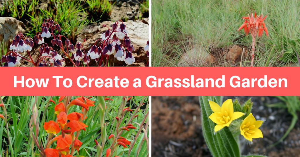 Grassland garden