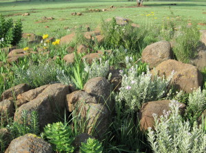 Grassland species in full splendour amongst rocks. The rocks provide additional protection against herbivores and fire.