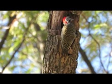 Cardinal Woodpecker making a nest