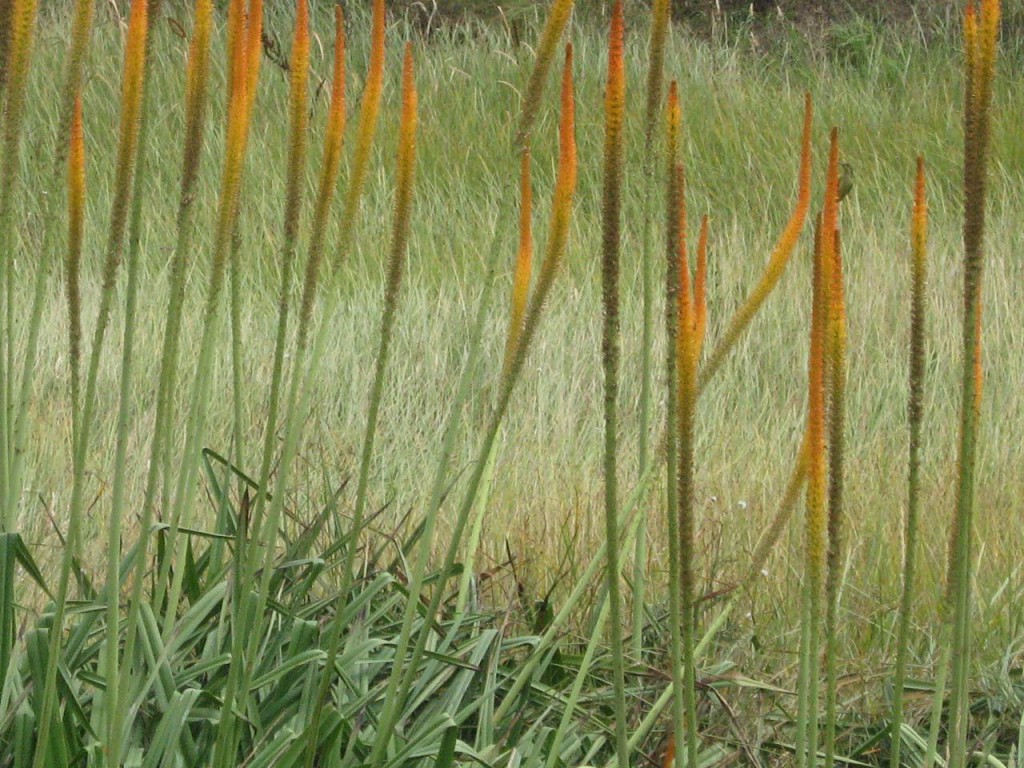 Kniphofia multiflora in flower.