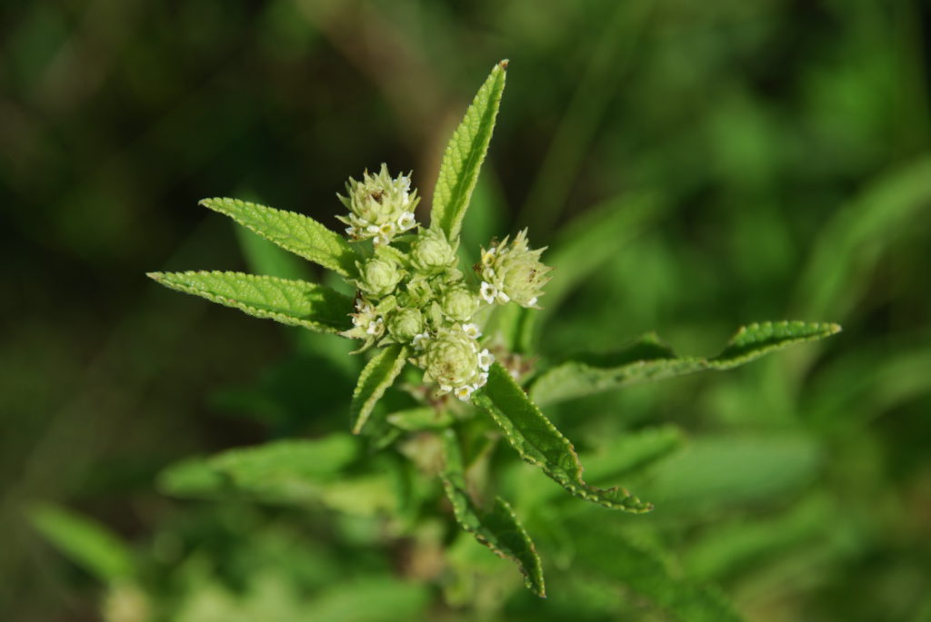 Lippia javanica in flower