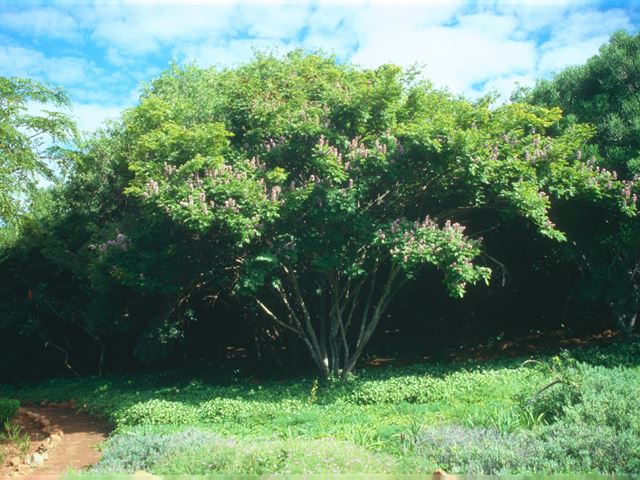 Millettia grandis - indigenous trees South Africa