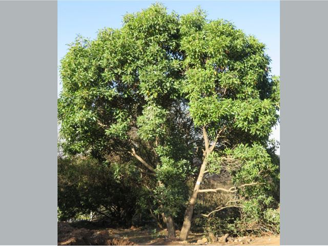 Nuxia floribunda - indigenous trees South Africa