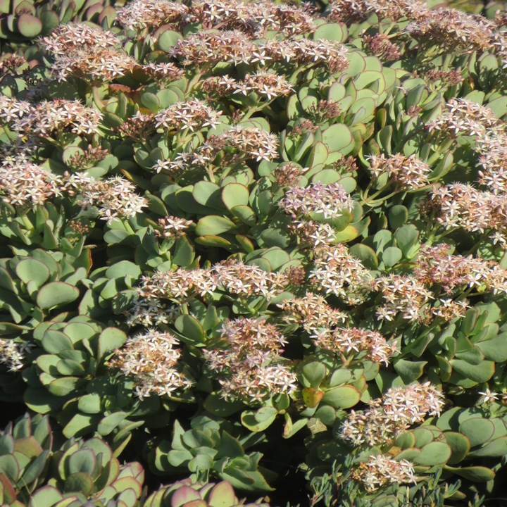 Crassula arborescens Beestebal Tree crassula