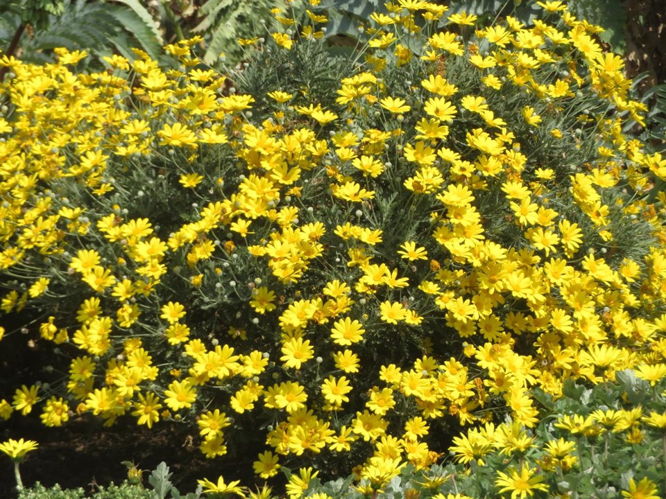 Euryops pectinatus Golden Daisy Bush Wolharpuisbos