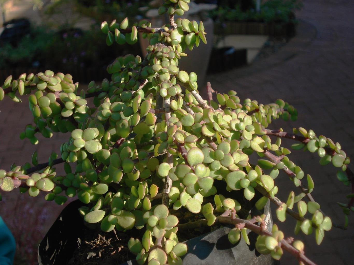 Elephant bush tree succulent plant 40 hotsell in tall