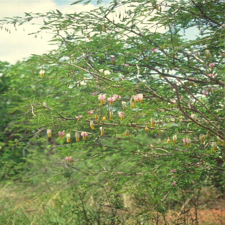 Dichrostachys cinerea Sickle Bush Sekelbos uGagane Keye