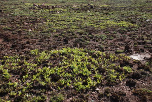 Parinari capensis, an underground tree that occurs in the Grasslands. It is very visible after the veld has been burnt.