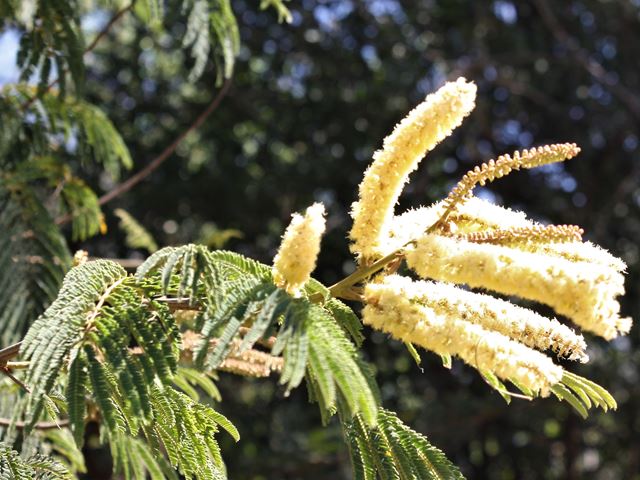 Acacia ataxacantha Vlamdoring flowers