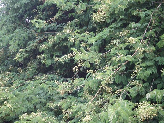 Acacia brevispica hedge