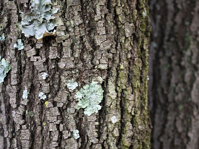 Acacia burkei bark on mature tree