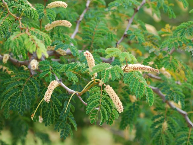 Acacia burkei flowers