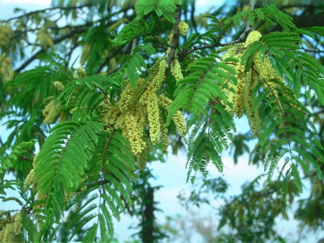 Acacia caffra flowers 1