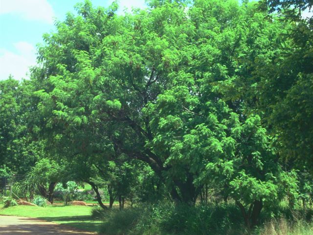 Acacia caffra tree 2