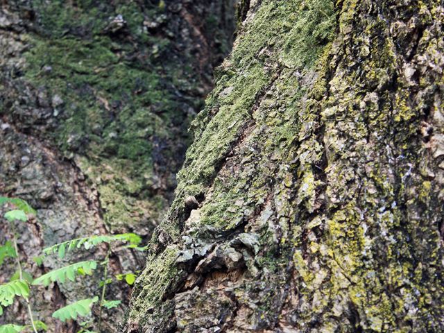 Acacia galpinii mature bark