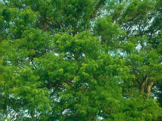 Acacia galpinii tree