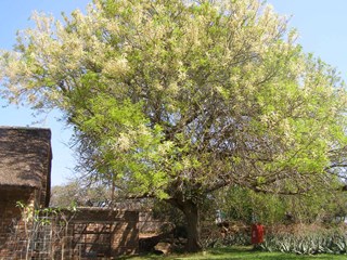 South African Indigenous Plants Catalogue