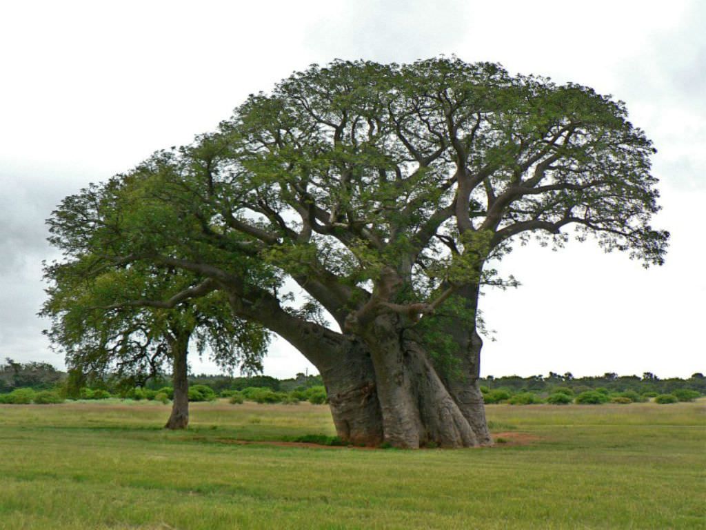 Adansonia Digitata Baobab, Cream Of Tartar Tree, Monkey-bread Tree ...