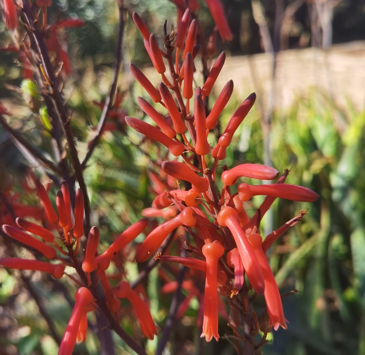 Aloe burgersfortensis Burgersfort Aloe