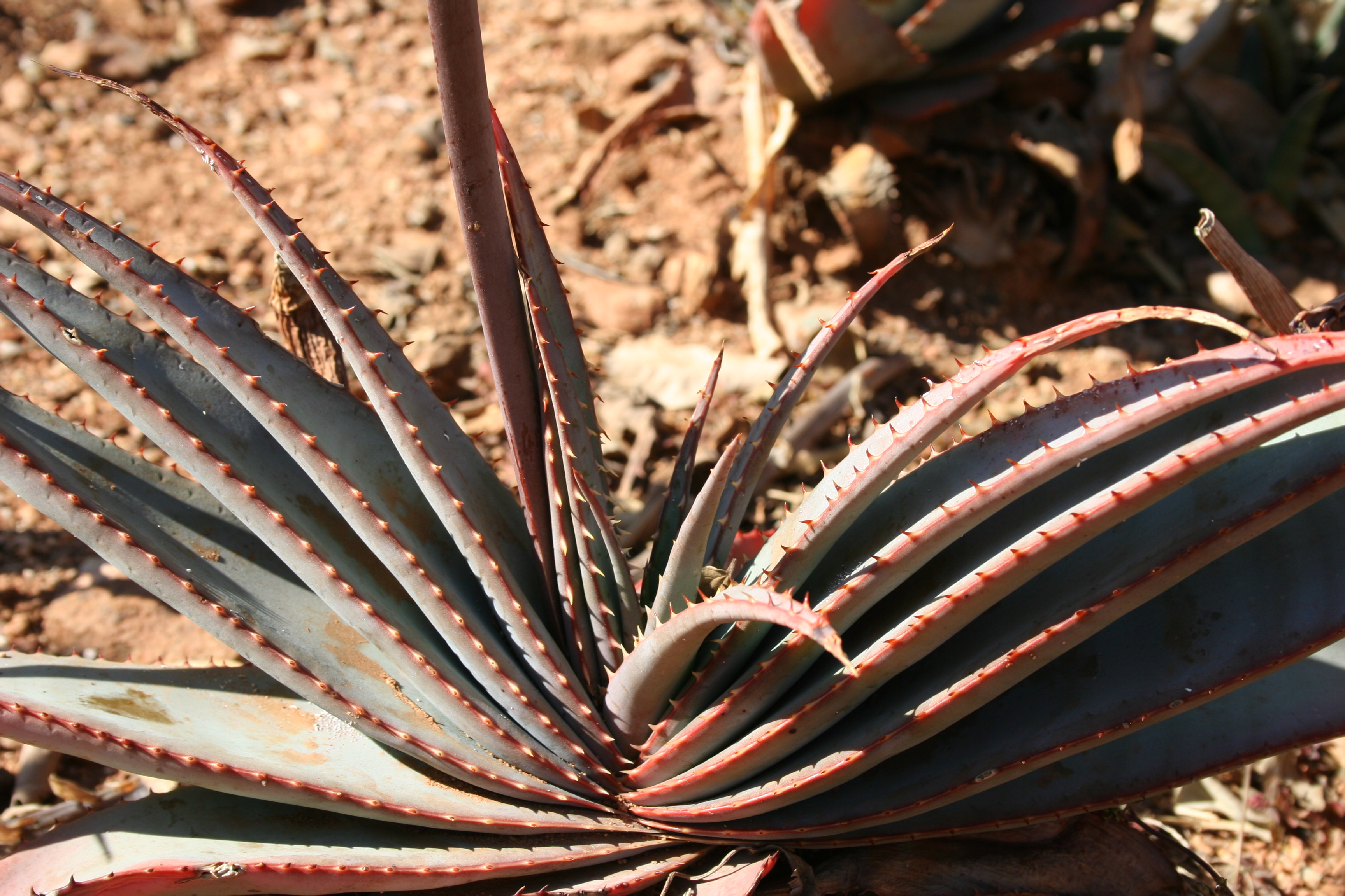 Aloe Suprafoliata