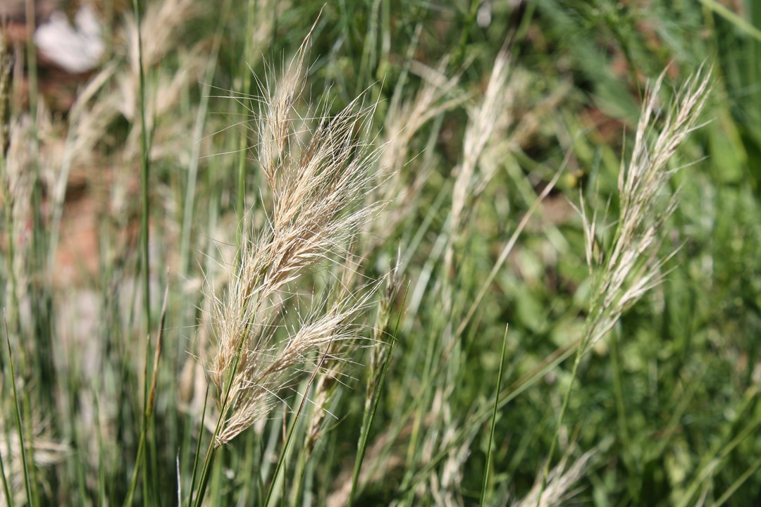 Aristida congesta congesta Tassel Three Awn Katstertteekgras