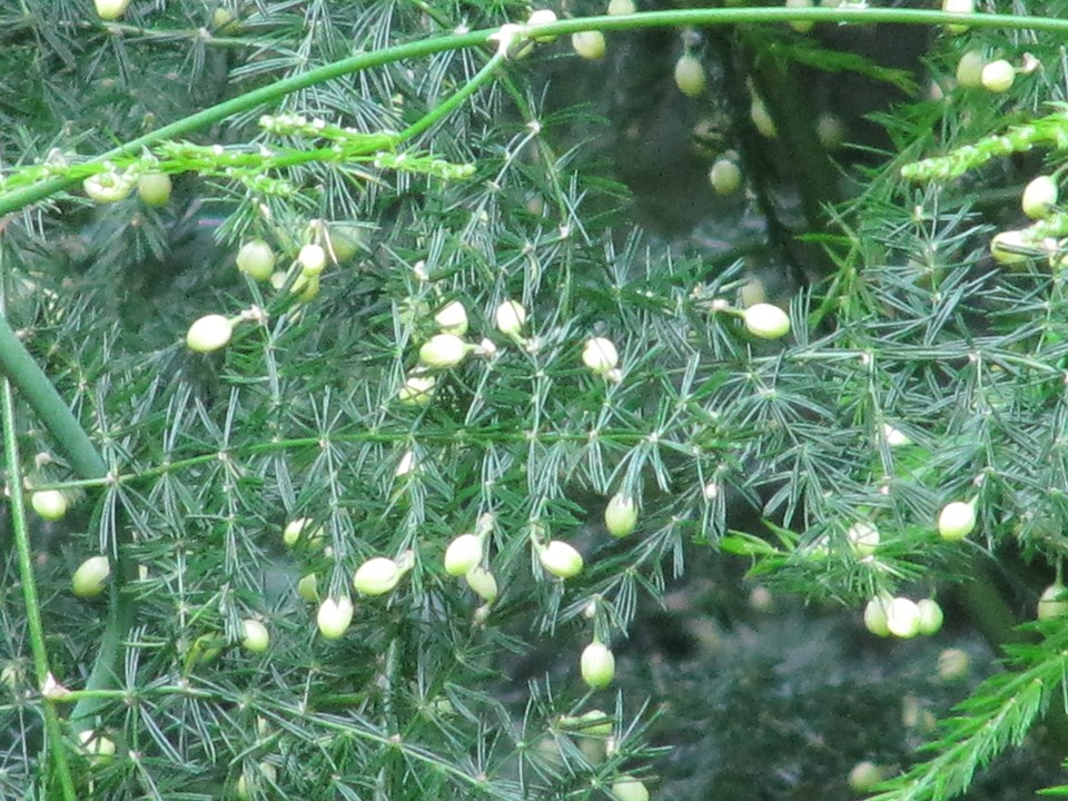 Asparagus plumosus (Asparagus Fern)