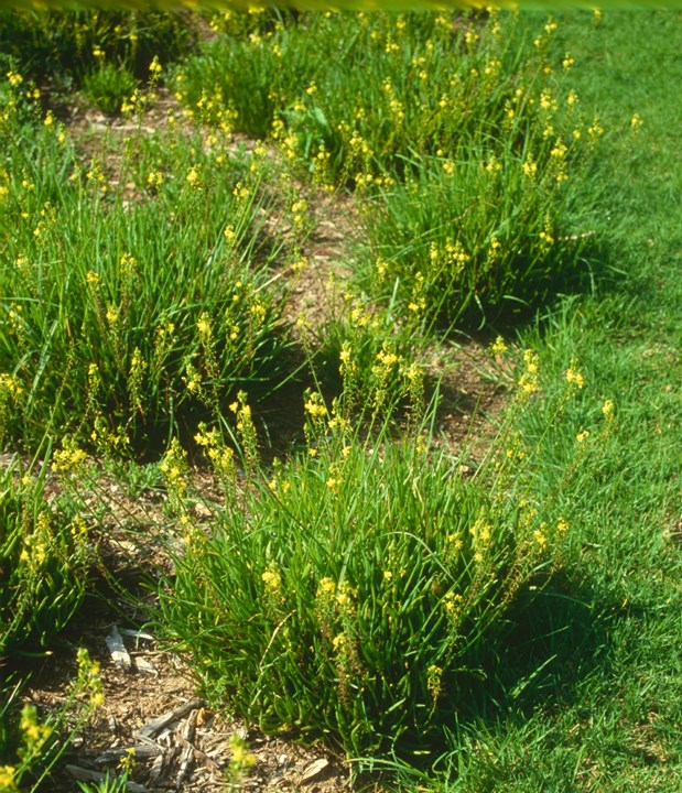 bulbine frutescens