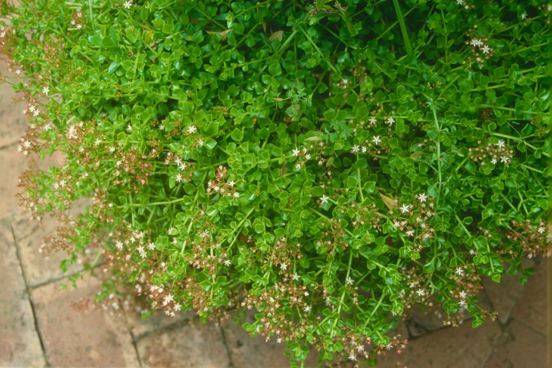 Crassula spathulata Creeping Crassula uguwe