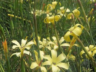 Dianthus namaensis