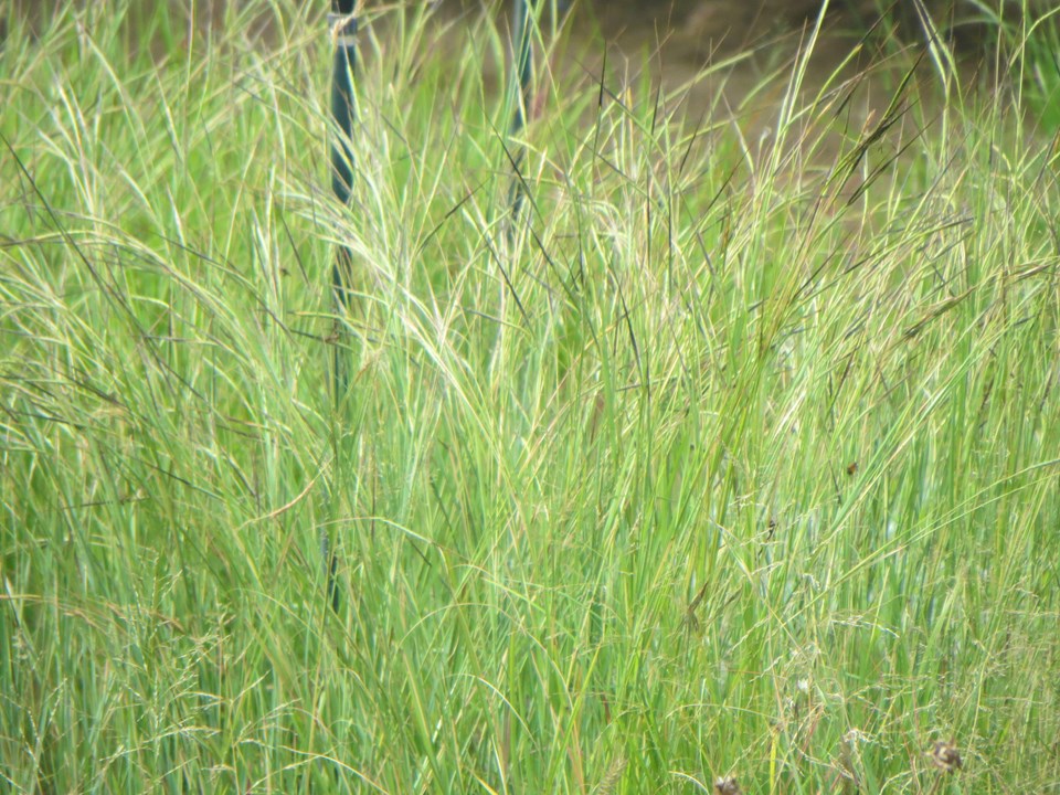 Heteropogon contortus Spear Grass, Tanglehead Assegaaigras Isitupe