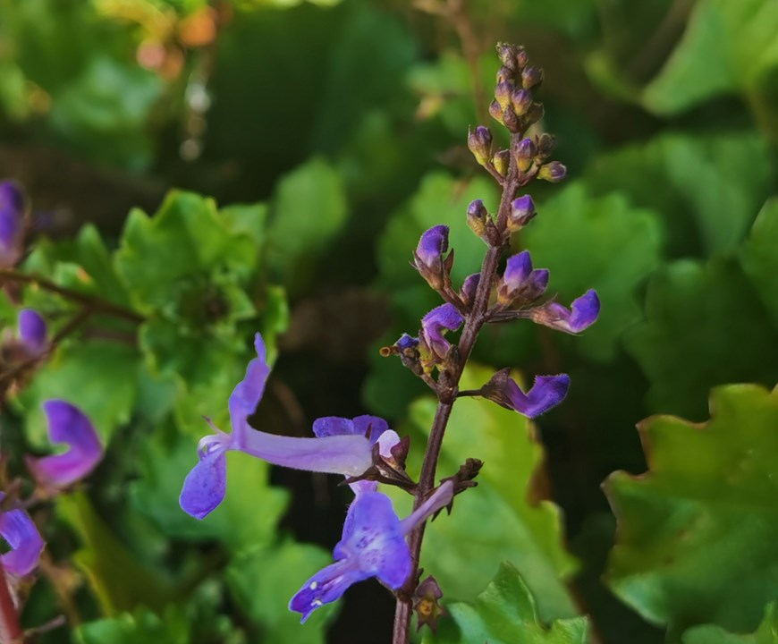 plectranthus amboinicus flower