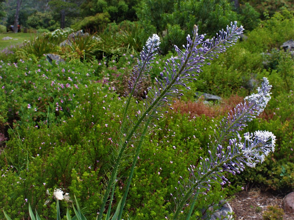 Scilla natalensis Blouslangkop Blue Squill Inguduza