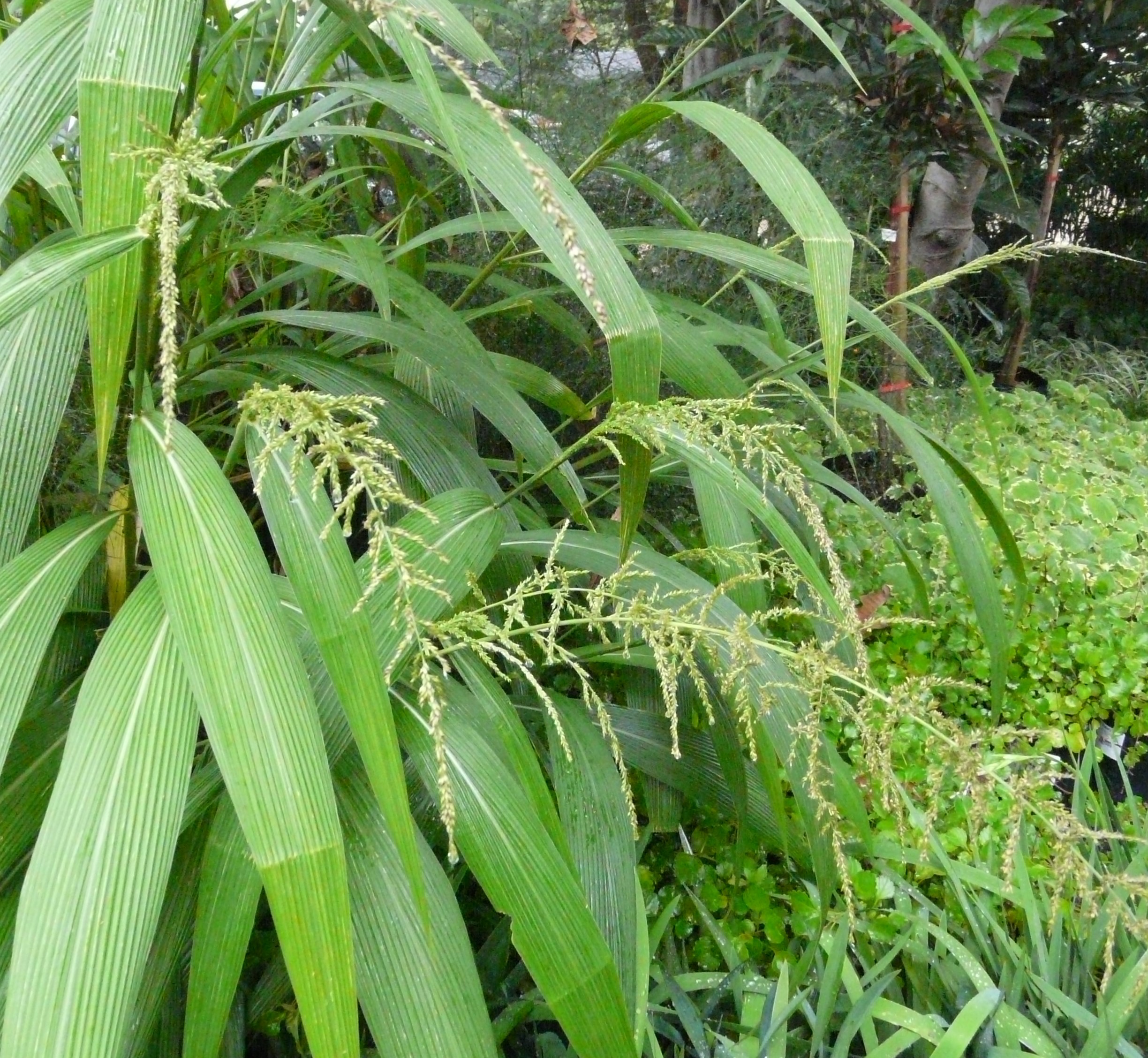 Setaria Megaphylla Broad Leaved Bristle Grass