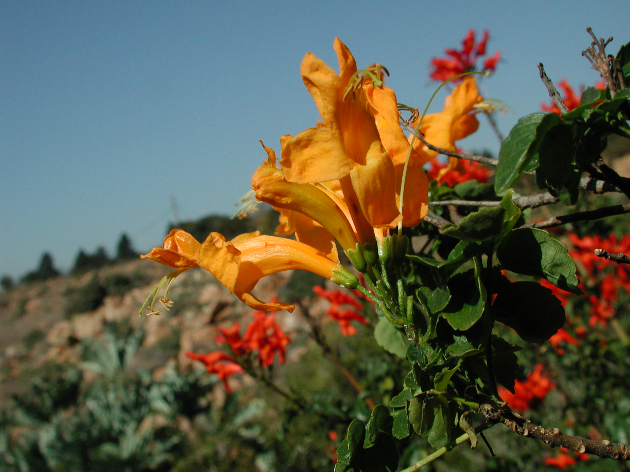 cape town red tecomaria