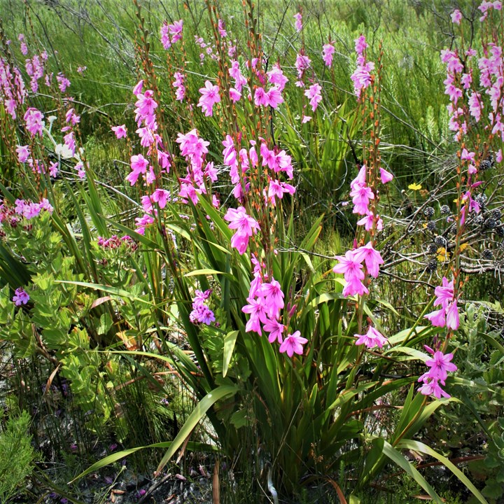 TÌNH YÊU CÂY CỎ ĐV 7 - Page 61 Watsonia%20borbonica-clump-forming