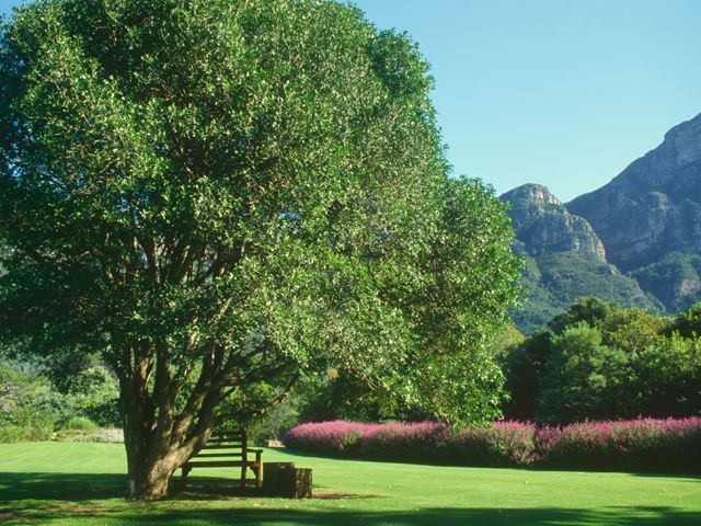 Ptaeroxylon obliquum - indigenous trees South Africa