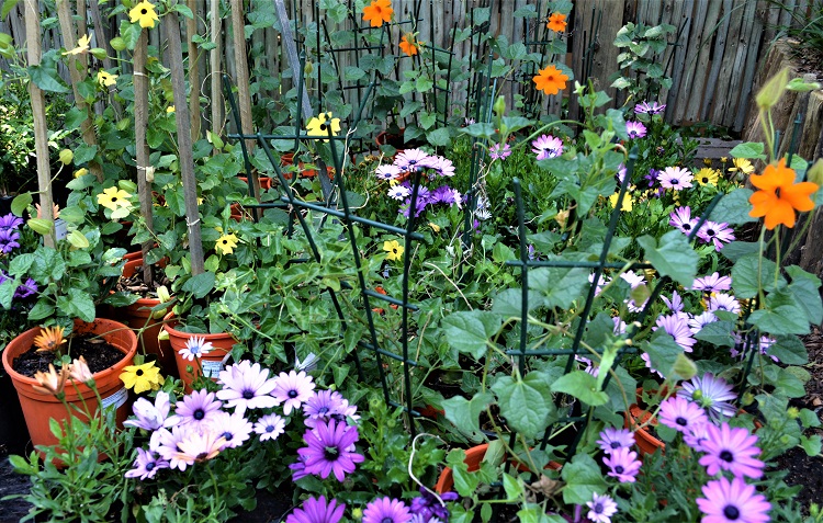 Small garden ideas - Random Harvest Plant Nursery Johannesburg
